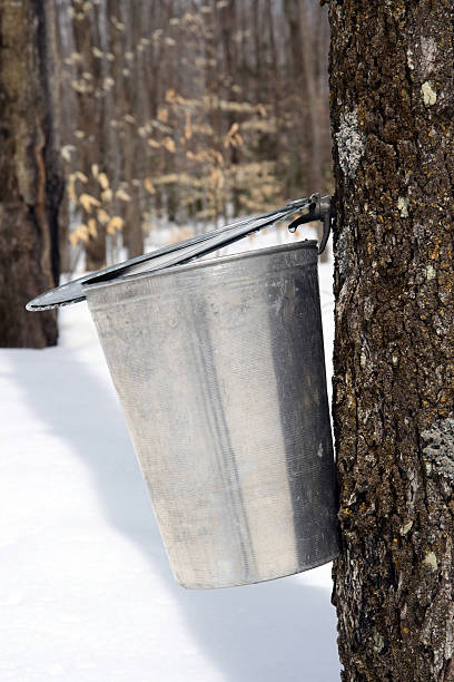 istock Droplet of maple sap ready to fall into a pail 92660212