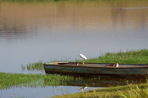 A white egret and a kiskadee bird in a fishing boat at the Tiete river in Auriflama countryside of the State of Sao Paulo, Brazil