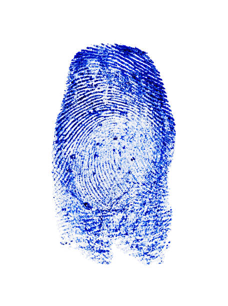 白い背景に分離された青い指紋 - fingerprint blue human finger fingermark ストックフォトと画像