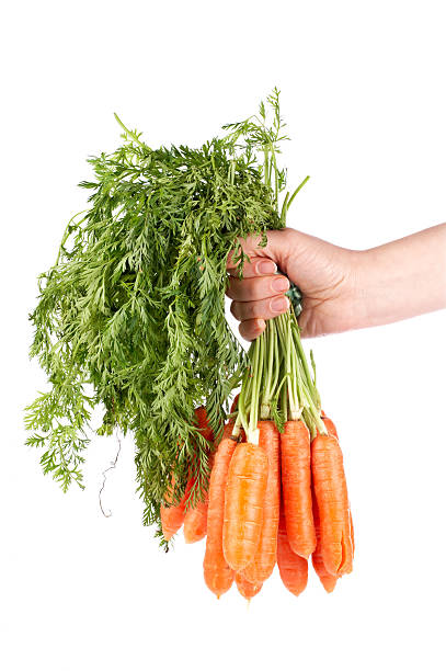 istock Holding a bunch of carrots 92660409