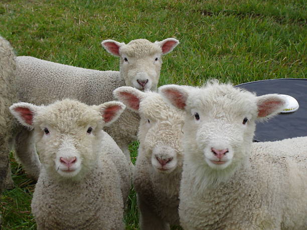 Quartet of Lambs stock photo