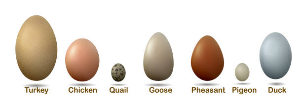 istock set of different birds eggs with insctiption, turkey, duck, goose, chicken, pigeon, quail, pheasant eggs, 926605022