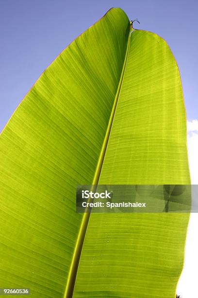 Folha De Palmeira - Fotografias de stock e mais imagens de Ao Ar Livre - Ao Ar Livre, Arbusto, Arbusto tropical