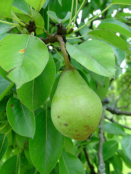 non ripe pear stock photo