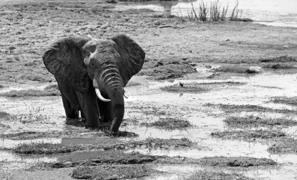 istock A large African Elephant wallowing in a small lagoon trying to keep cool.  South Laungwa National Park, Zambia, Southern Africa 926610094