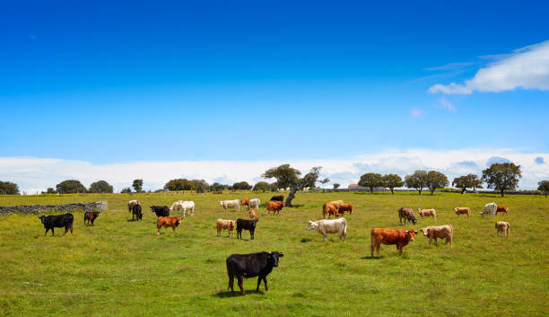 istock Salamanca grassland cows cattle in Dehesa 926610432