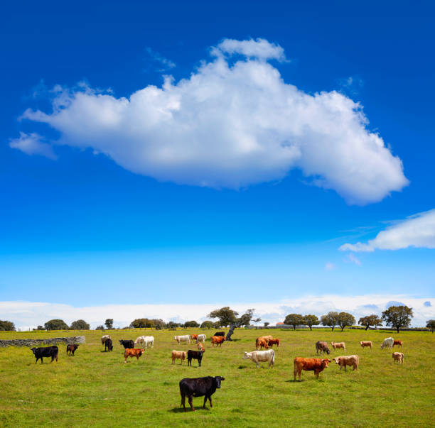 Grass-fed beef cattle roaming on a large ranch in the Central Valley, California