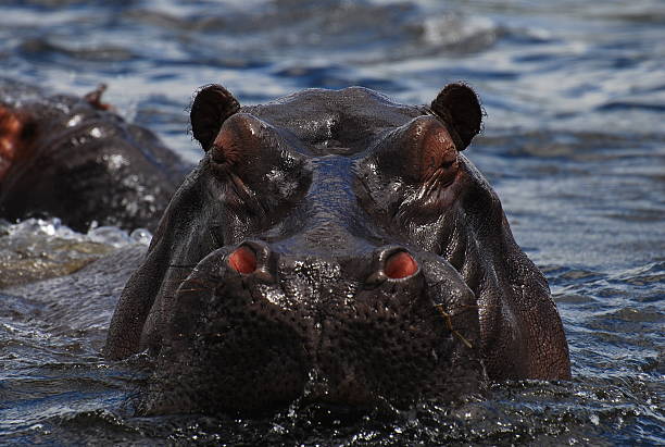 istock Hippopotamus with pink nostrils 92661254