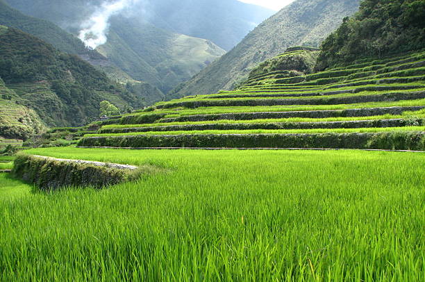 Landscape of Hapao rice terraces stock photo