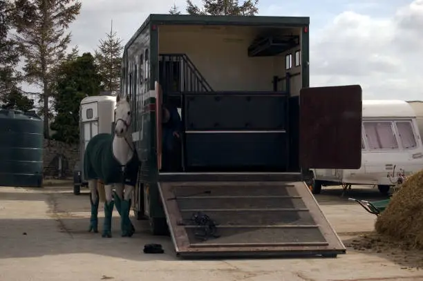 Horse Transport and horse tied to lorry. Caravans in the background.