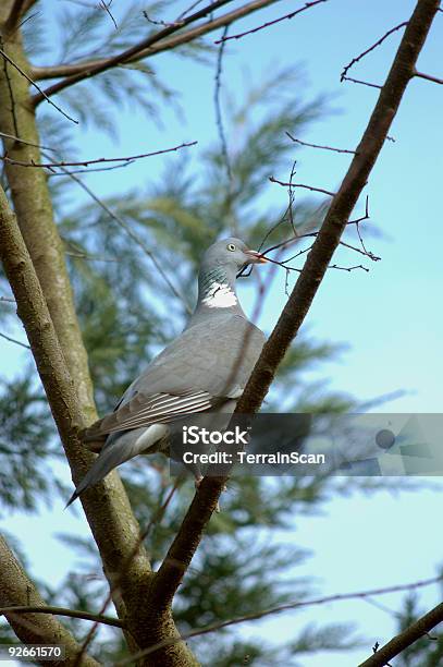 Woodpigeon En Un Árbol Para Obtener Twigs Edificio Nest Foto de stock y más banco de imágenes de Aire libre