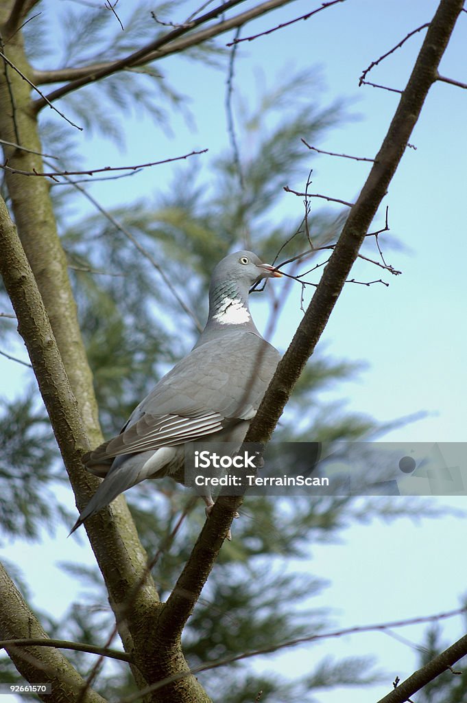 Woodpigeon na gałęzi drzewa w budynku Gniazdo zbiorczego - Zbiór zdjęć royalty-free (Bez ludzi)