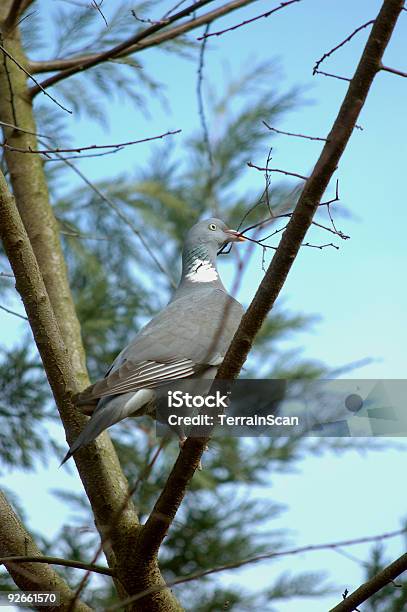 Woodpigeon Na Gałęzi Drzewa W Budynku Gniazdo Zbiorczego - zdjęcia stockowe i więcej obrazów Bez ludzi