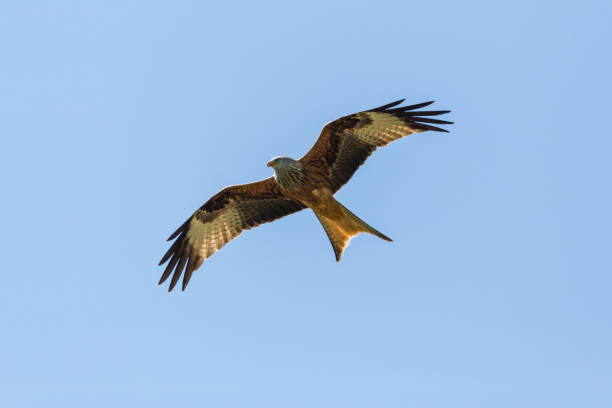 istock bottom view red kite bird (milvus milvus) flying, blue sky, spread wings 926617540