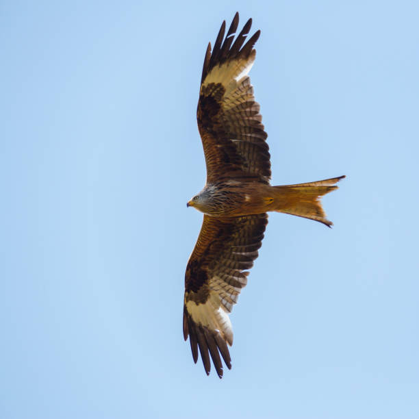 istock portrait flying red kite bird (milvus milvus), blue sky, spread wings 926617600