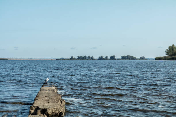 istock Amazing river landscape whits larus herring gull 926622014