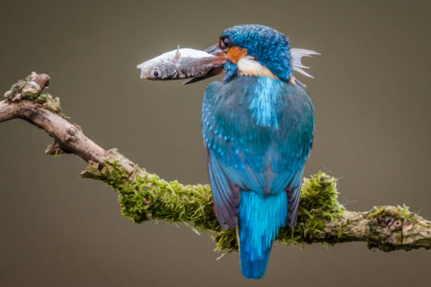 Adult Kingfisher Hunting stock photo