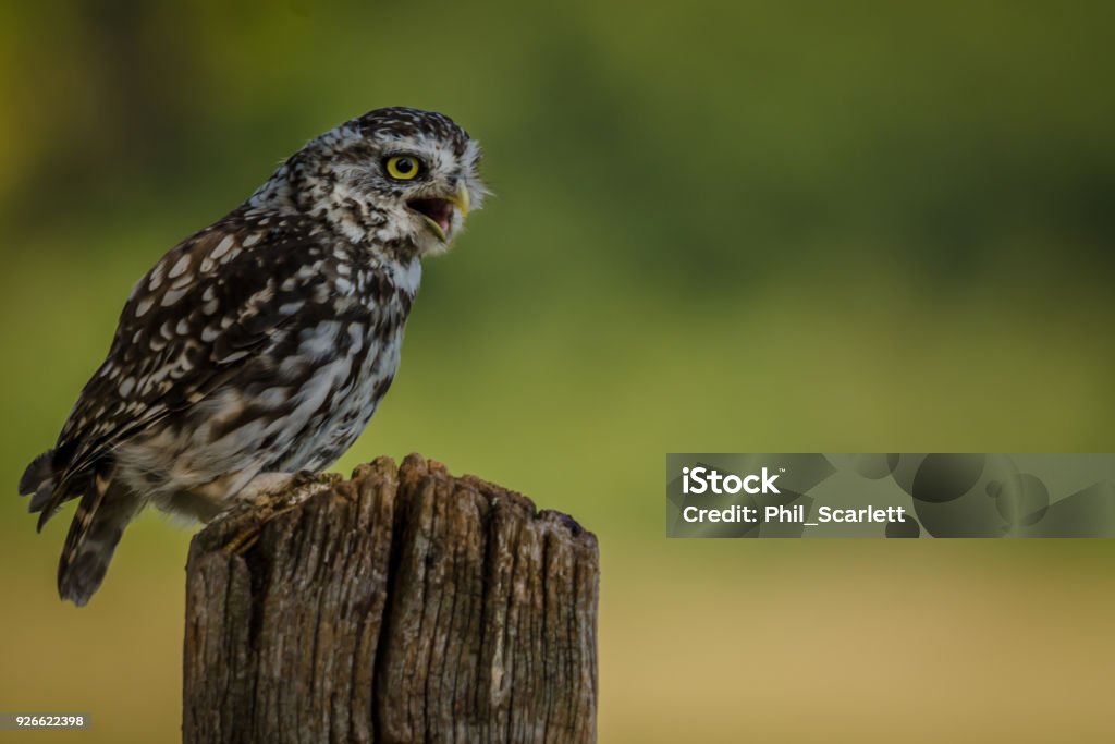 Hunting Little Owl Perched Animal Body Part Stock Photo