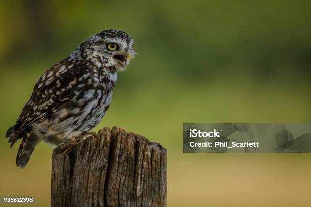 Hunting Little Owl Perched Stock Photo - Download Image Now - Animal Body Part, Animal Eye, Animal Wildlife