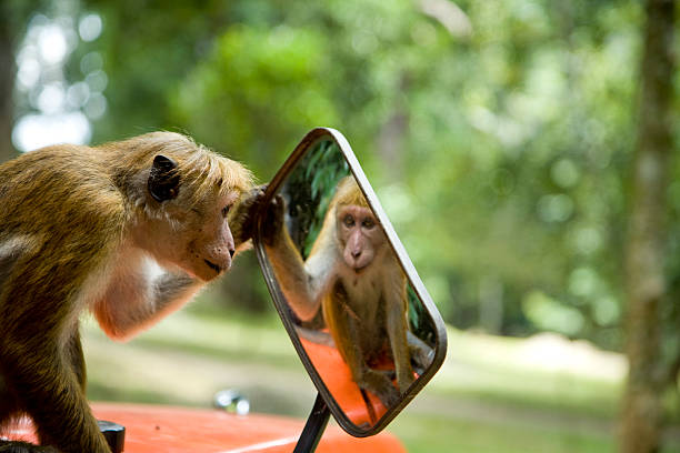 Cheeky monkey looking at it's reflection  macaque stock pictures, royalty-free photos & images