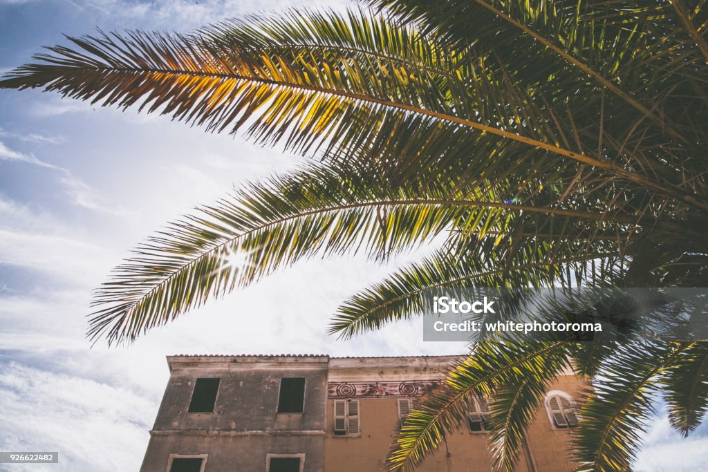 View of the sky with palm trees and arrow direction Copy Space Stock Photo