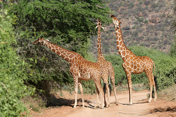 giraffa reticolata - reticulated giraffe foto e immagini stock