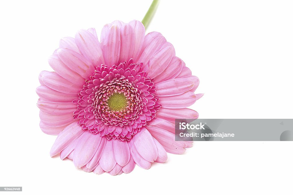 pink Zinnie - Lizenzfrei Blume Stock-Foto