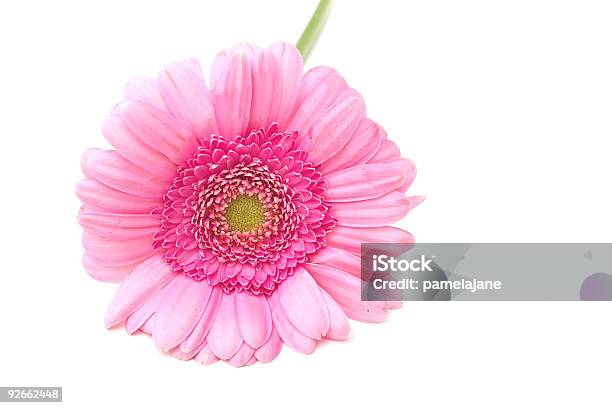 Pink Zinnie Stockfoto und mehr Bilder von Blume - Blume, Blütenblatt, Botanik