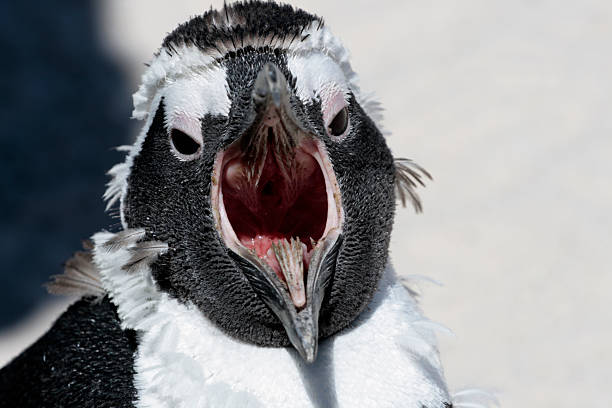 African Penguin at Boulders Beach  molting stock pictures, royalty-free photos & images