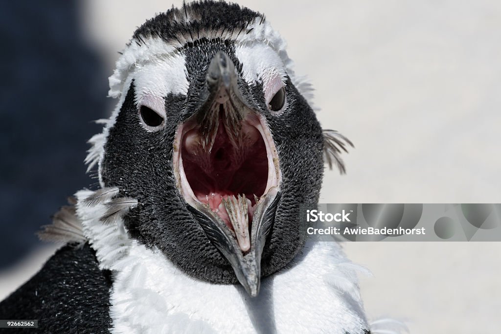Pinguim africano na Praia Boulder - Royalty-free Pinguim Foto de stock