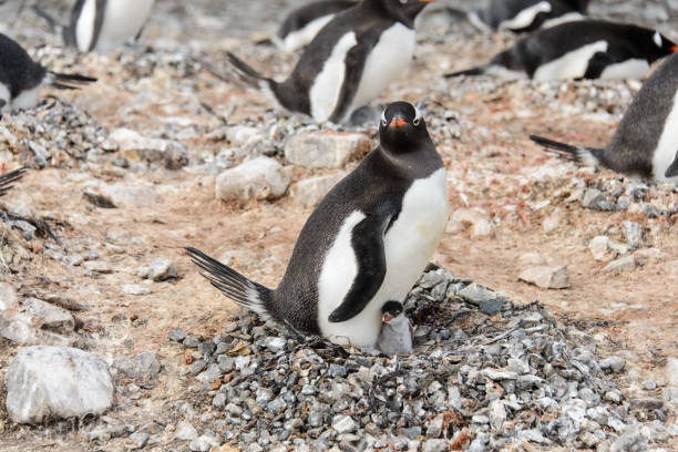 istock Gentoo penguin with chicks in nest 926628984