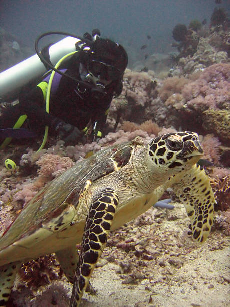 ragazza tartaruga scuba dive filippine - puerto galera foto e immagini stock