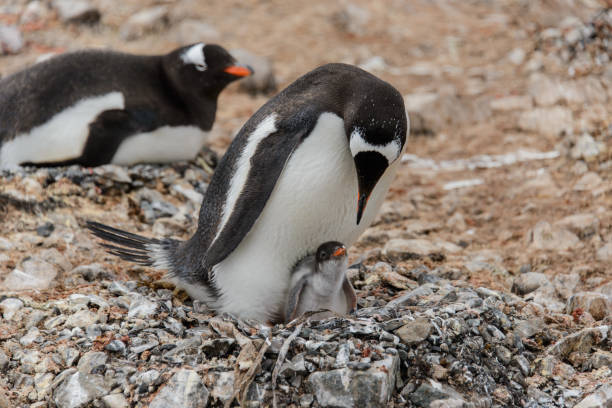 istock Gentoo penguin with chick in nest 926629674
