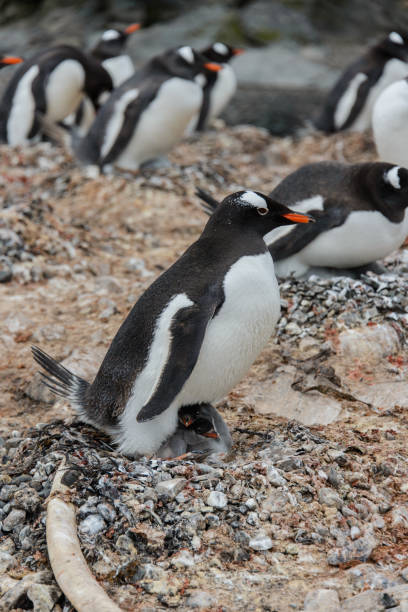 istock Gentoo penguin with chick in nest 926629924