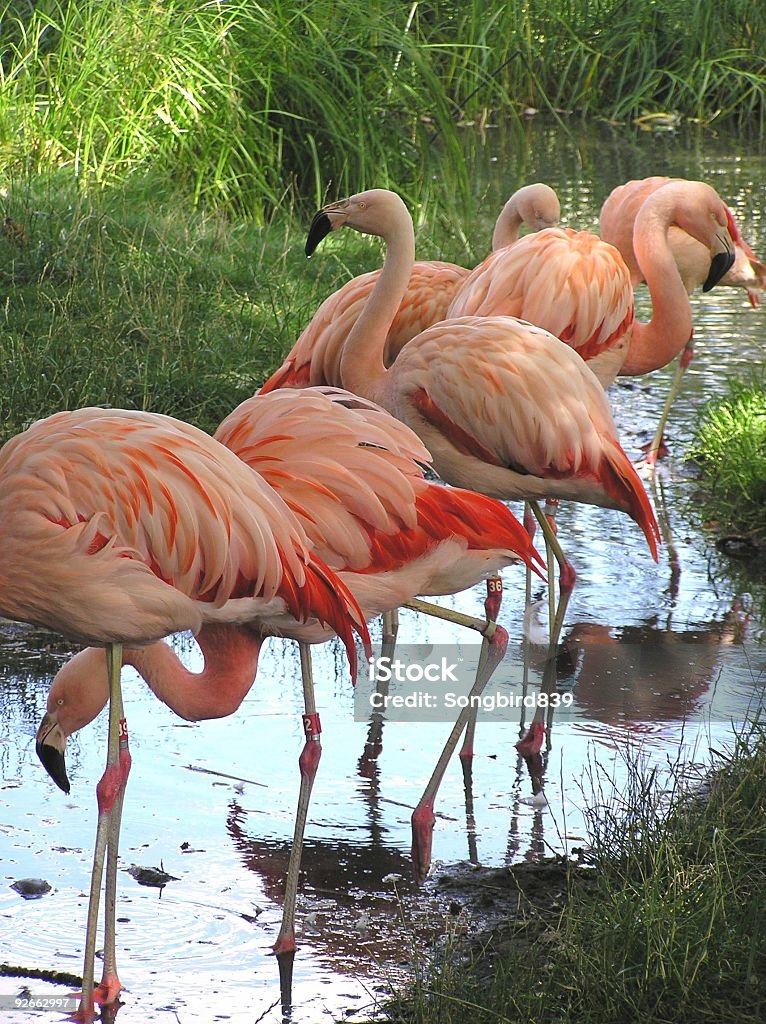 Flamencos en una fila - Foto de stock de Agua libre de derechos