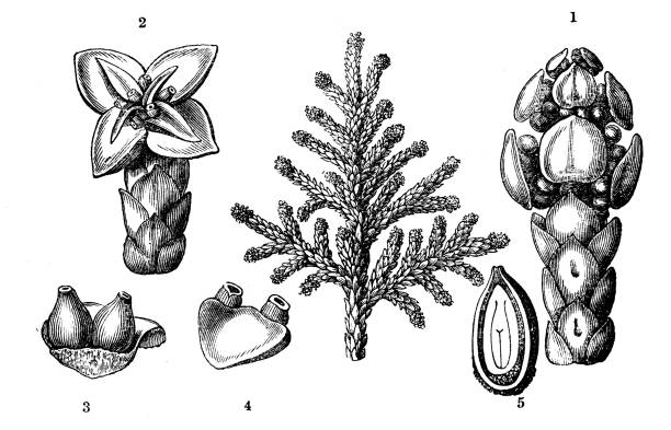 식물학 식물 골동품 조각 그림: 측백나무 리스 (중국 thuja, 동양 송) - eastern arborvitae stock illustrations