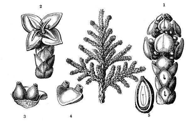 ботаника растений антикварная гравировка иллюстрация: platycladus orientalis (китайский туя, восточный арборвита) - eastern arborvitae stock illustrations