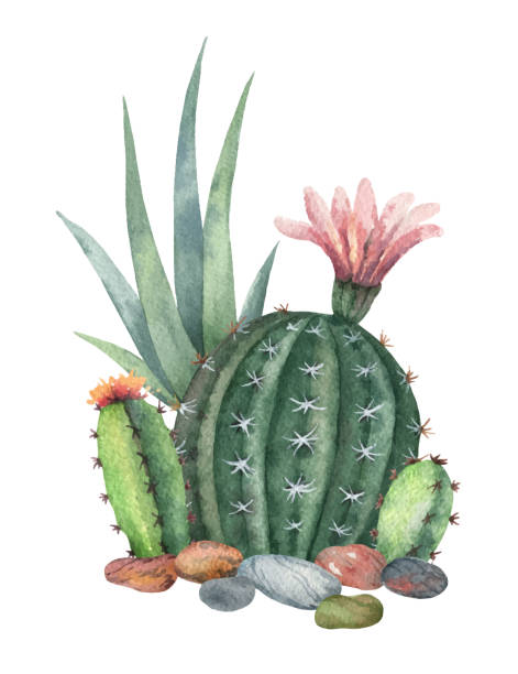 Watercolor vector collection of cacti and succulents plants isolated on white background. Flower illustration for your projects, greeting cards and invitations.