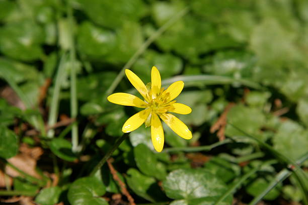 Celandine Flower stock photo