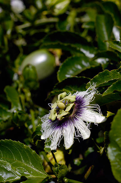 passiflora 2 stock photo