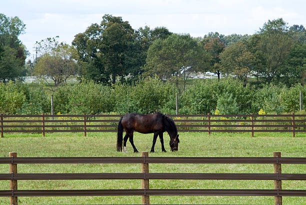 istock Horse grazing in pasture 92663611