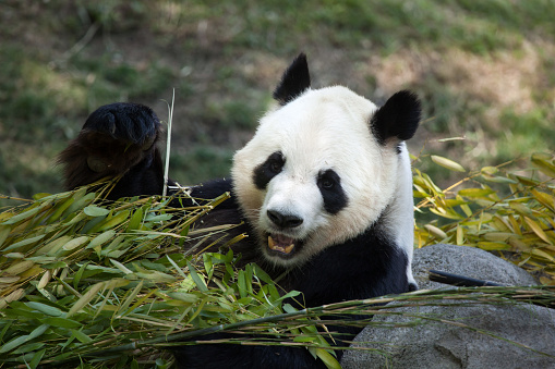 Giant panda (Ailuropoda melanoleuca). Wildlife animal.