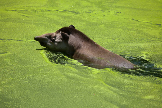 South American tapir (Tapirus terrestris) South American tapir (Tapirus terrestris), also known as the Brazilian tapir. tapirus terrestris stock pictures, royalty-free photos & images