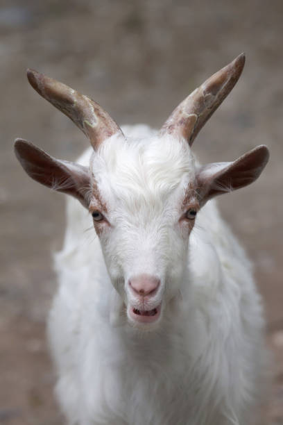 istock Girgentana goat (Capra aegagrus hircus) 926637328