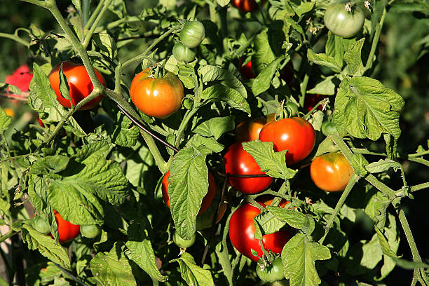 orgánicos tomates maduros vine - heirloom tomato tomato vegetable fruit fotografías e imágenes de stock