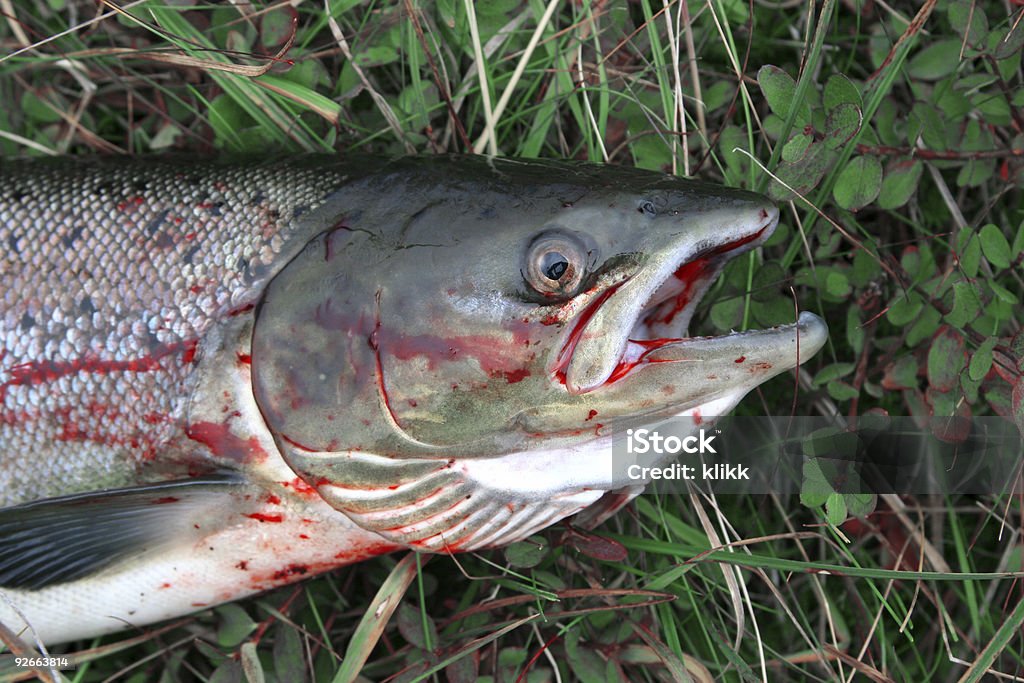 De lpescados salmón - Foto de stock de Actividades recreativas libre de derechos