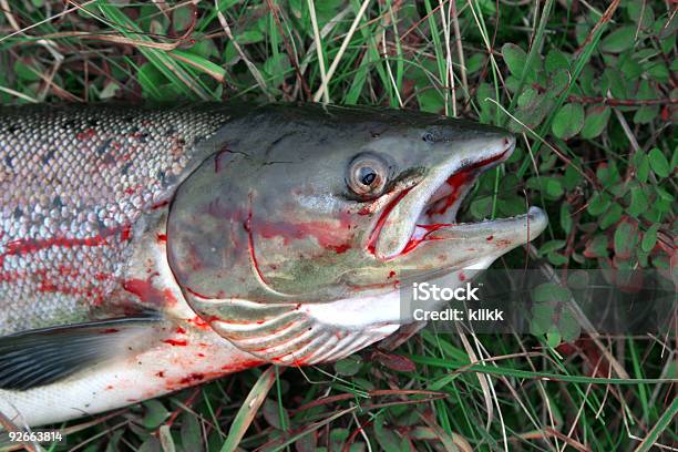 De Lpescados Salmón Foto de stock y más banco de imágenes de Actividades recreativas - Actividades recreativas, Afilado, Animales cazando