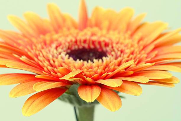 gerbera daisy stock photo