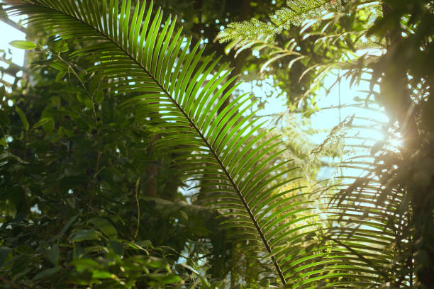 istock Palm leaves illuminated by the sun 926639670