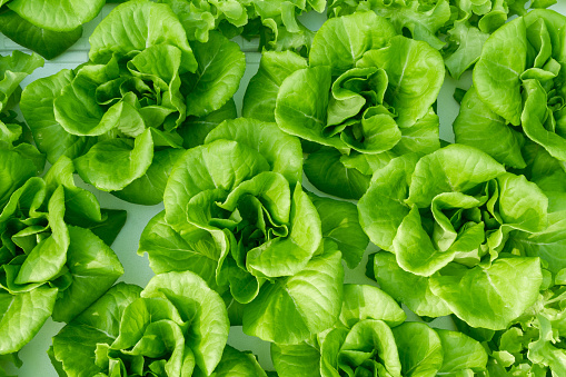 Top view of butterhead lettuces.